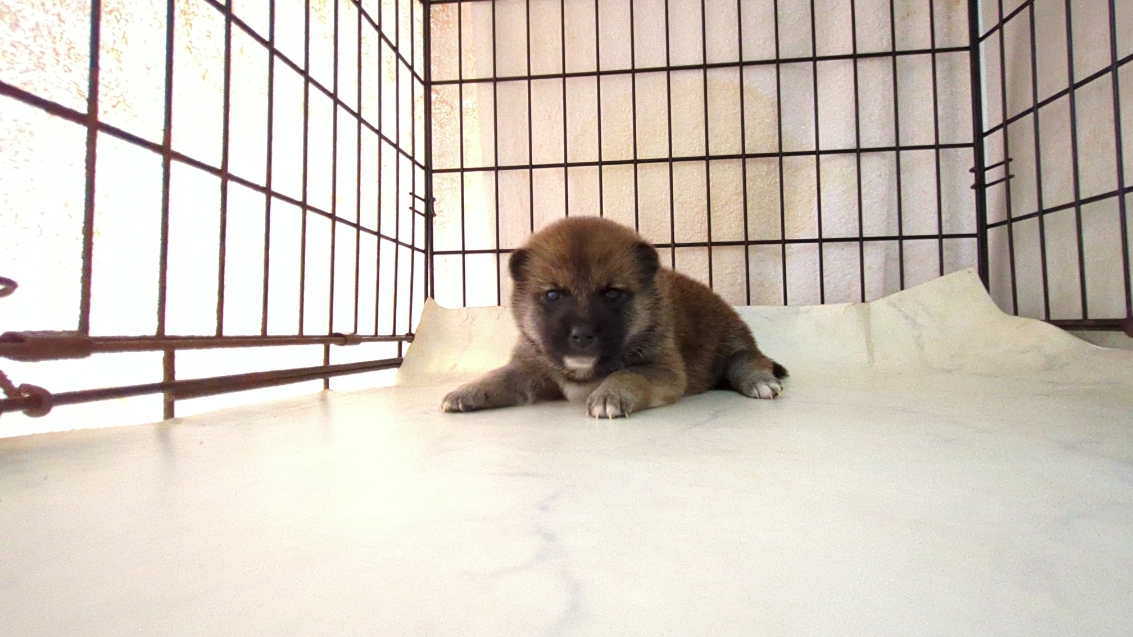 茨城県の柴犬(標準サイズ) (ペットショップスズキ/2025年9月18日生まれ/女の子/その他色)の子犬の1枚目の画像