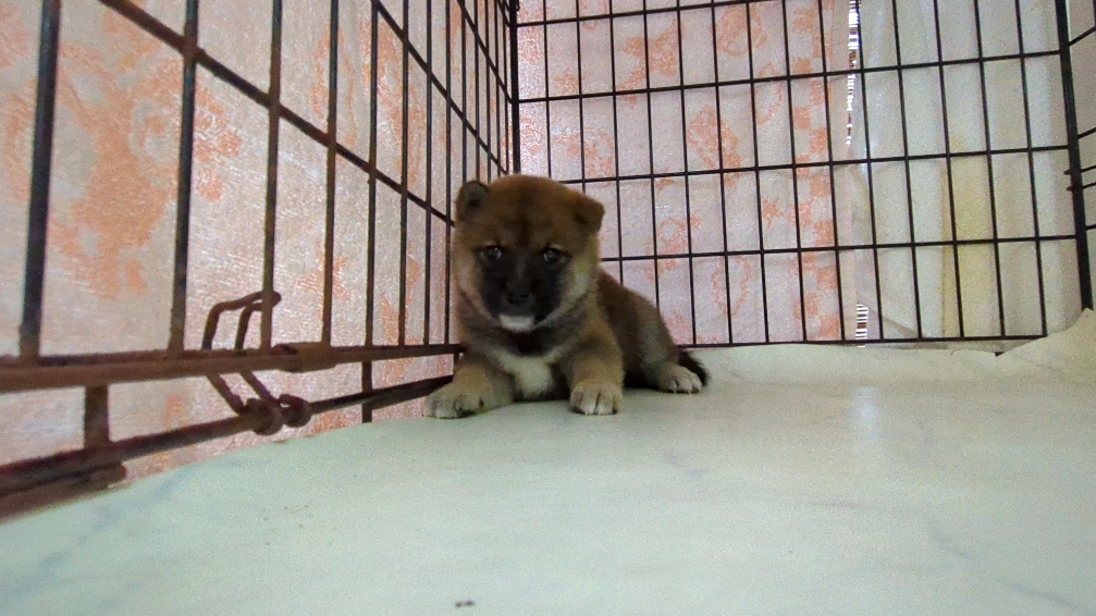 茨城県の柴犬(標準サイズ) (ペットショップスズキ/2025年9月18日生まれ/女の子/その他色)の子犬の1枚目の画像