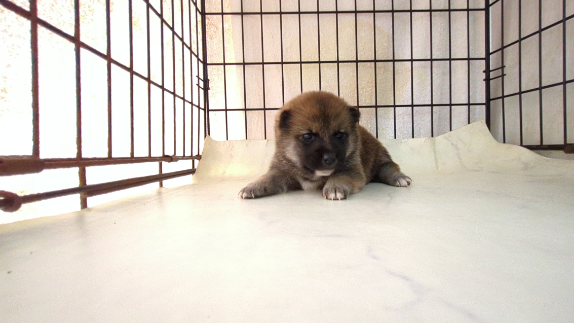 茨城県の柴犬(標準サイズ) (ペットショップスズキ/2025年9月18日生まれ/女の子/その他色)の子犬の2枚目の画像