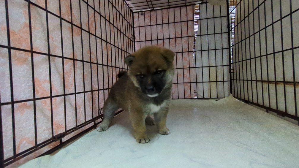 茨城県の柴犬(標準サイズ) (ペットショップスズキ/2025年9月18日生まれ/女の子/その他色)の子犬の2枚目の画像