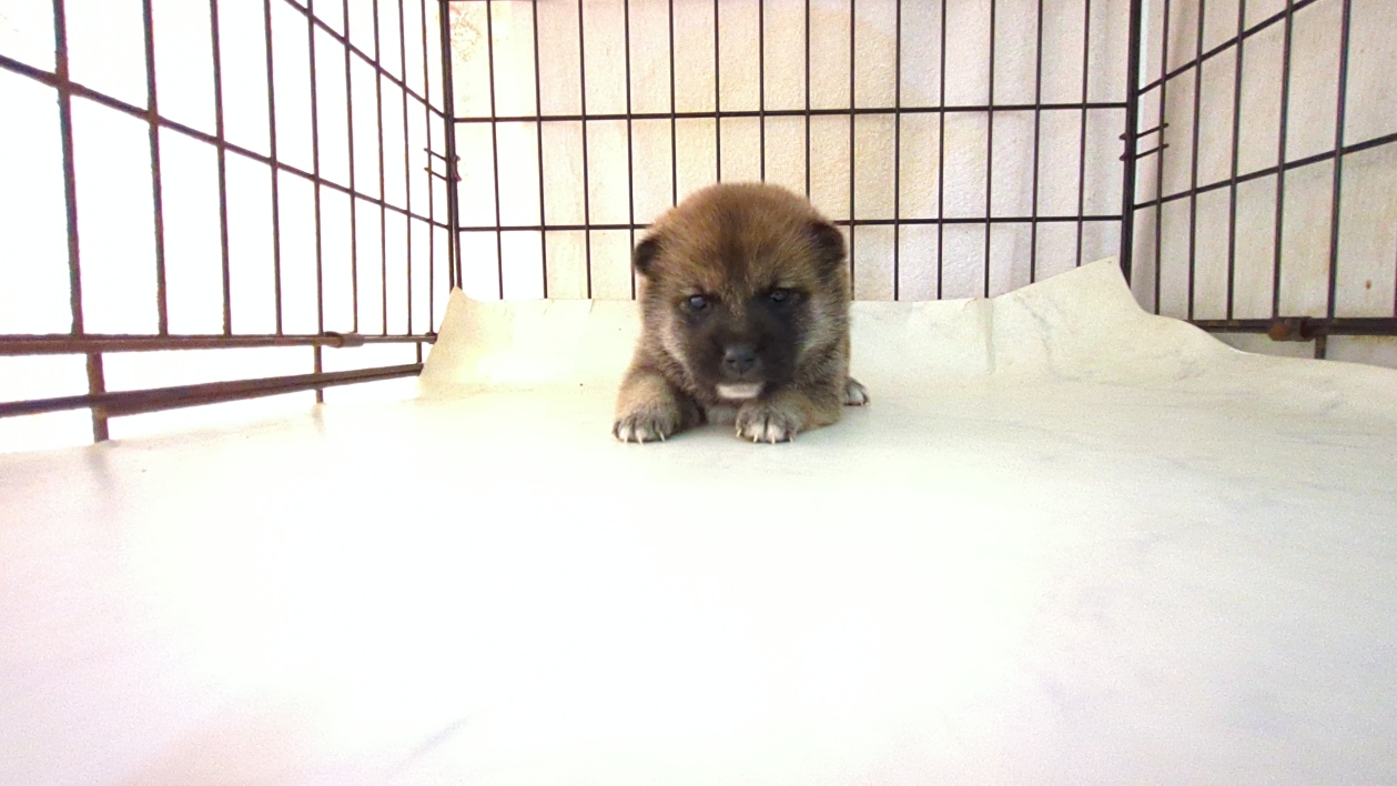 茨城県の柴犬(標準サイズ) (ペットショップスズキ/2025年9月18日生まれ/女の子/その他色)の子犬の3枚目の画像