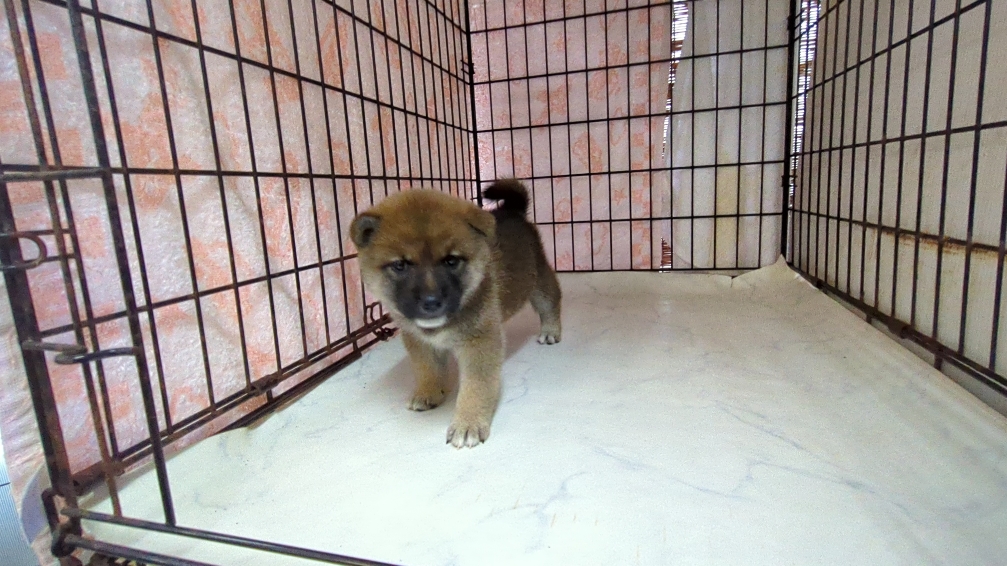 茨城県の柴犬(標準サイズ) (ペットショップスズキ/2025年9月18日生まれ/女の子/その他色)の子犬の3枚目の画像