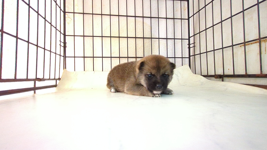 茨城県の柴犬(標準サイズ) (ペットショップスズキ/2025年9月18日生まれ/女の子/その他色)の子犬の4枚目の画像