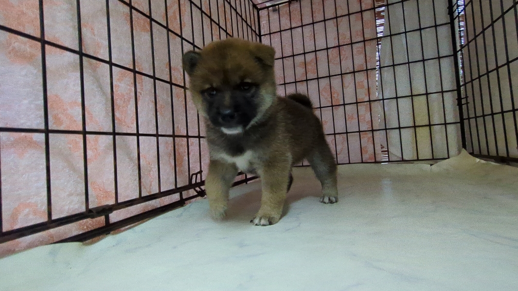 茨城県の柴犬(標準サイズ) (ペットショップスズキ/2025年9月18日生まれ/女の子/その他色)の子犬の4枚目の画像