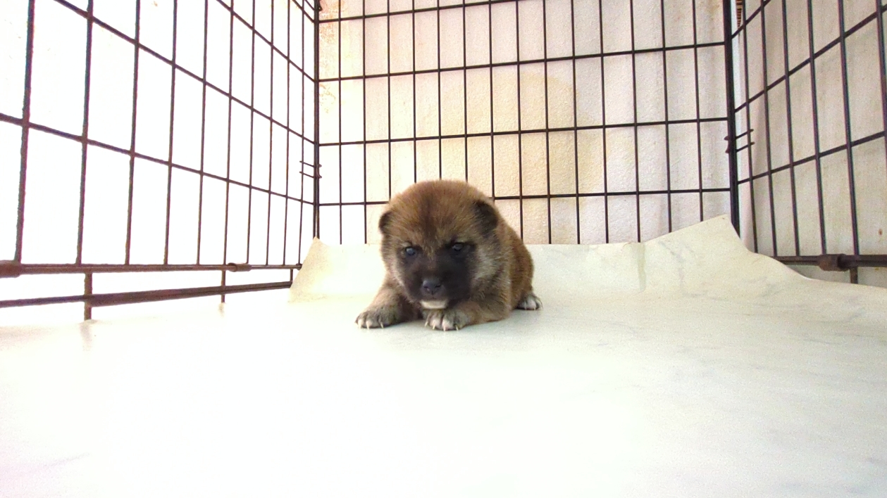 2025年9月18日生まれの柴犬(標準サイズ)の5枚目の写真