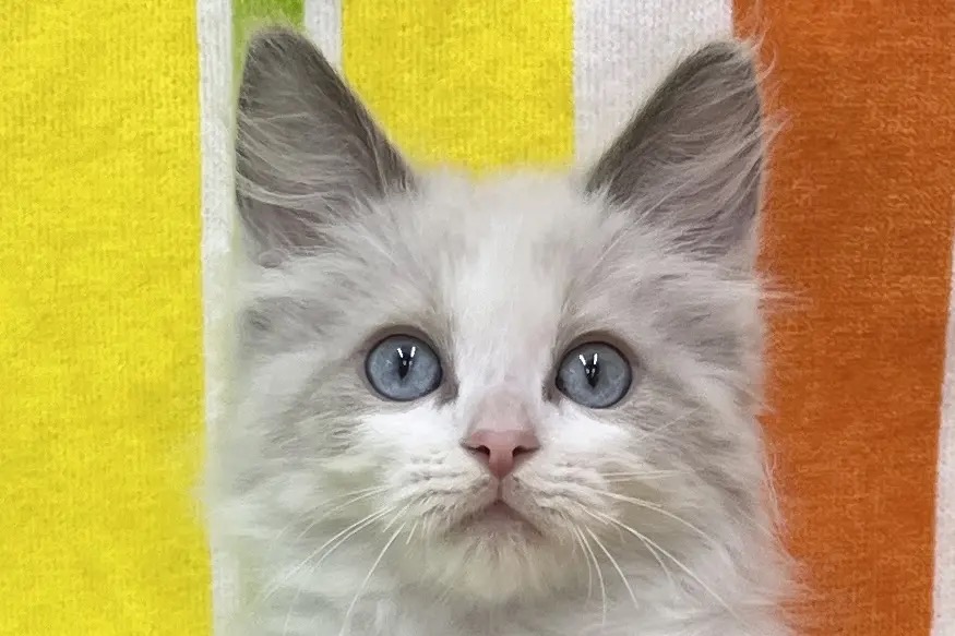 愛知県のラグドール (ハピースペット一宮三条アミーゴ店/2025年9月16日生まれ/男の子/ブルーポイントバイカラー)の子猫の1枚目の画像