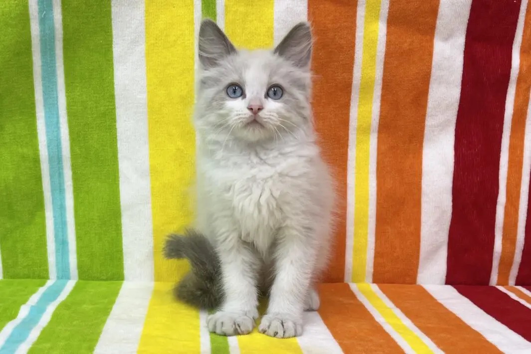 愛知県のラグドール (ハピースペット一宮三条アミーゴ店/2025年9月16日生まれ/男の子/ブルーポイントバイカラー)の子猫の2枚目の画像