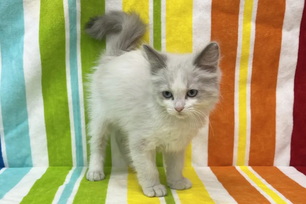 愛知県のラグドール (ハピースペット一宮三条アミーゴ店/2025年9月16日生まれ/男の子/ブルーポイントバイカラー)の子猫の3枚目の画像