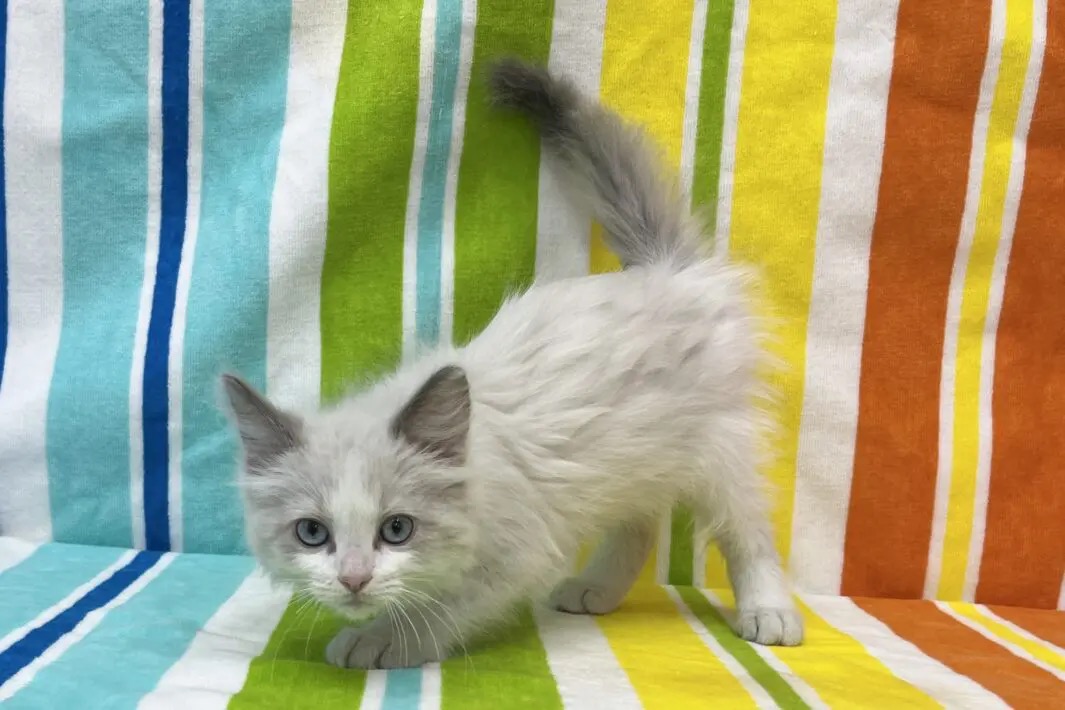 愛知県のラグドール (ハピースペット一宮三条アミーゴ店/2025年9月16日生まれ/男の子/ブルーポイントバイカラー)の子猫の4枚目の画像