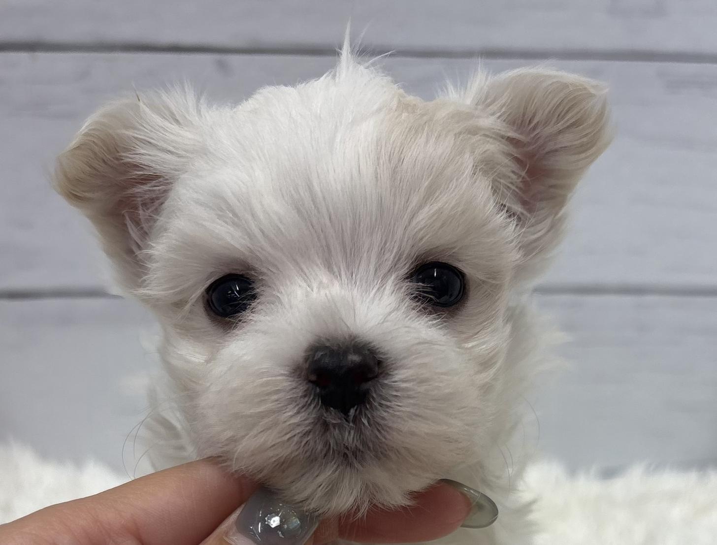 千葉県のマルチーズ (ペッツワン佐倉店/2026年4月11日生まれ/男の子/ホワイト)の子犬
