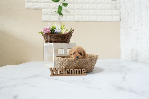 滋賀県のトイプードル(タイニー) (いっぷく湖南店/2025年12月5日生まれ/男の子/オレンジフォーン)の子犬の2枚目の画像