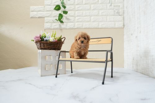 滋賀県のトイプードル(タイニー) (いっぷく湖南店/2025年12月5日生まれ/男の子/オレンジフォーン)の子犬の3枚目の画像