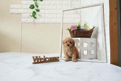 滋賀県のトイプードル(タイニー) (いっぷく湖南店/2025年12月5日生まれ/男の子/オレンジフォーン)の子犬の4枚目の画像