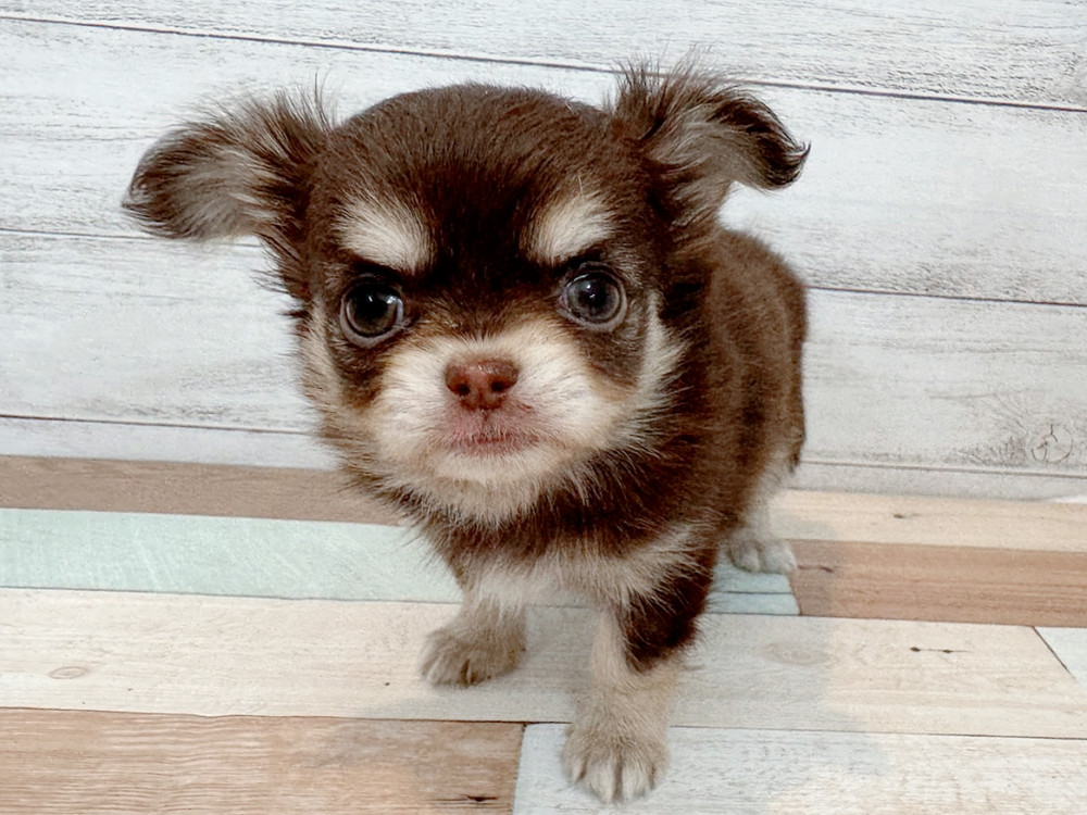 新潟県のチワワ(ロング) (竹内ペット 新潟西店/2025年10月13日生まれ/女の子/チョコレートタン)の子犬