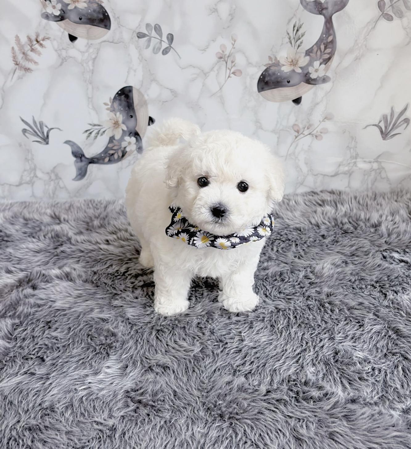 福岡県のビションフリーゼ (ぱぴぷぺっと福岡店/2025年9月9日生まれ/男の子/ホワイト)の子犬の1枚目の画像