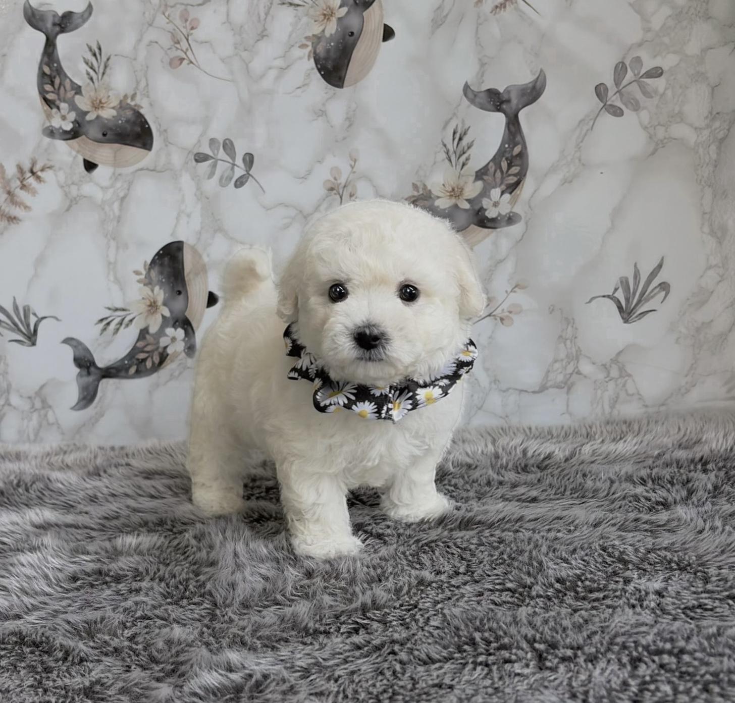 福岡県のビションフリーゼ (ぱぴぷぺっと福岡店/2025年9月9日生まれ/男の子/ホワイト)の子犬の2枚目の画像