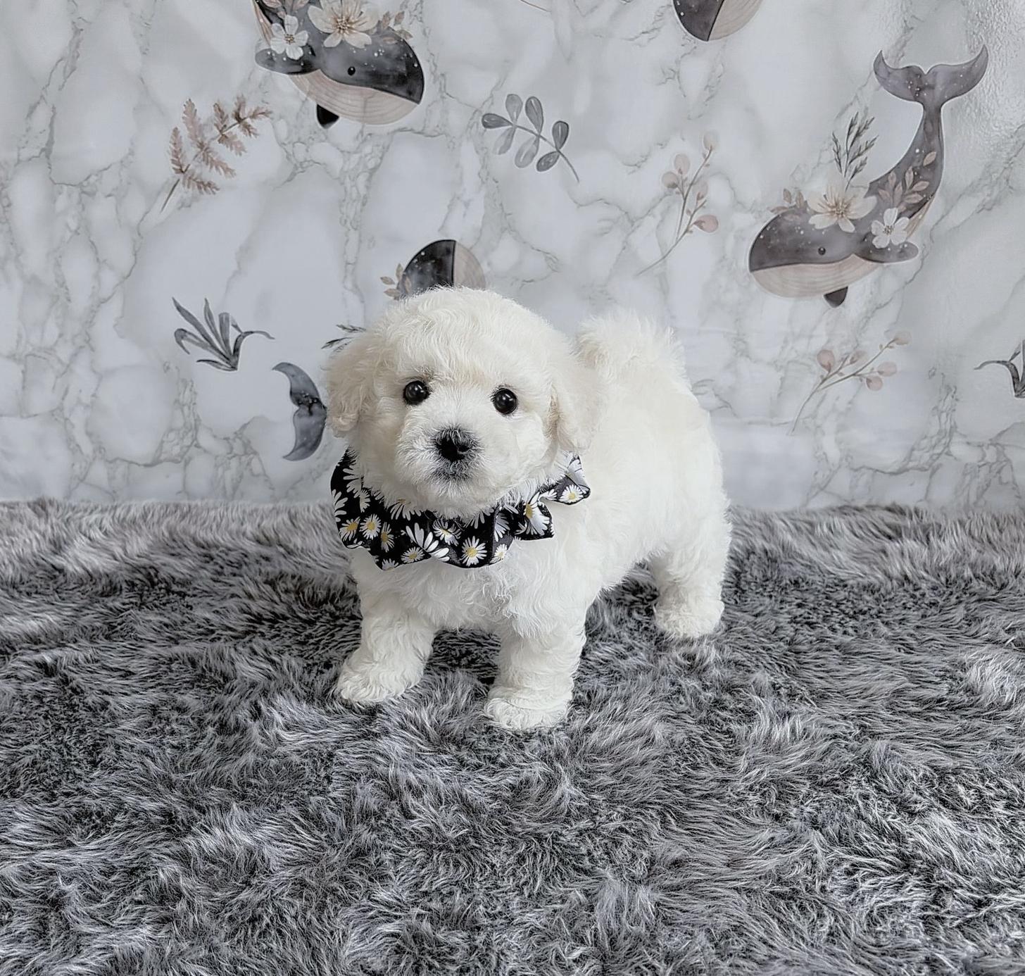 福岡県のビションフリーゼ (ぱぴぷぺっと福岡店/2025年9月9日生まれ/男の子/ホワイト)の子犬の3枚目の画像