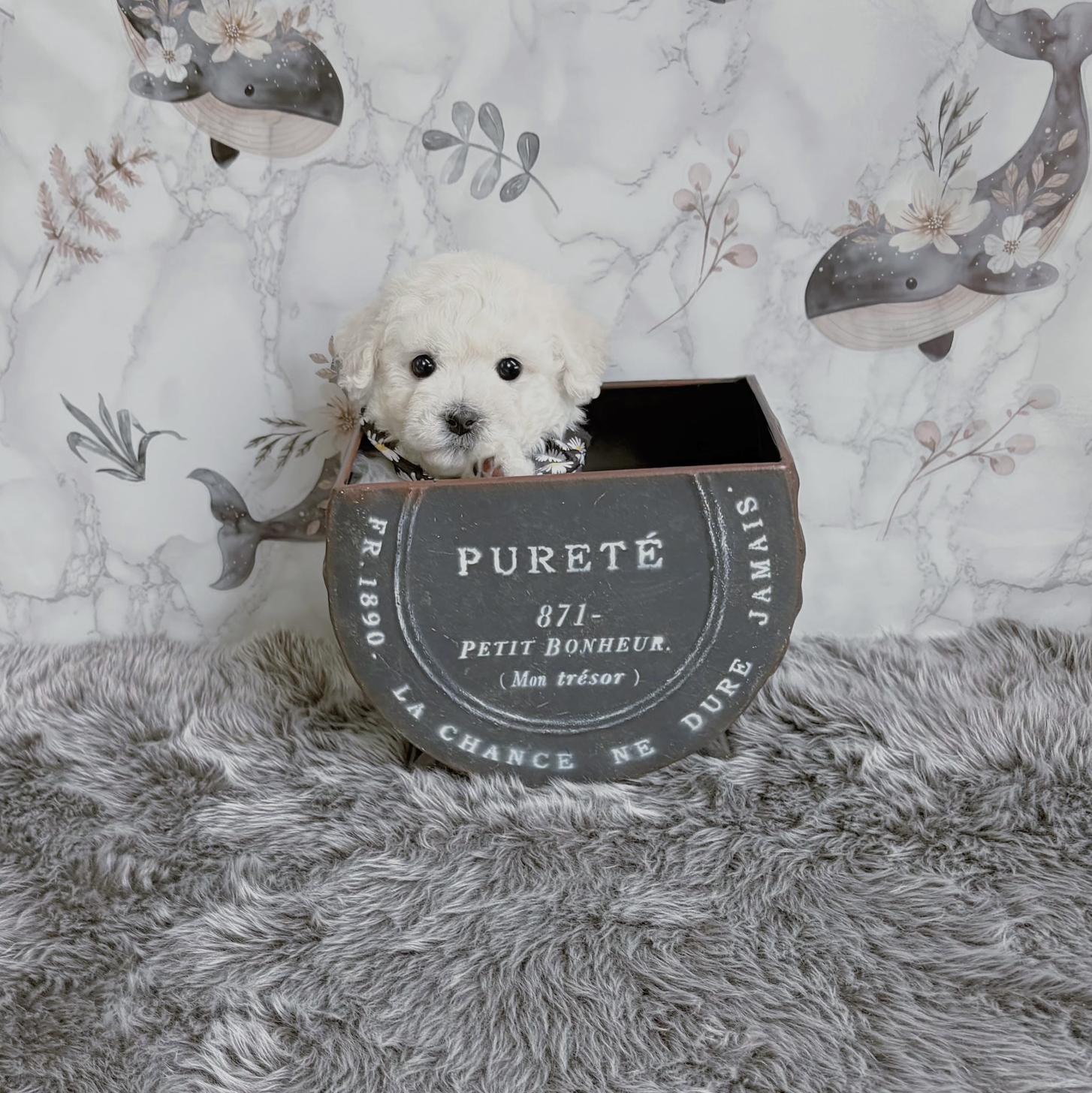 福岡県のビションフリーゼ (ぱぴぷぺっと福岡店/2025年9月9日生まれ/男の子/ホワイト)の子犬の4枚目の画像