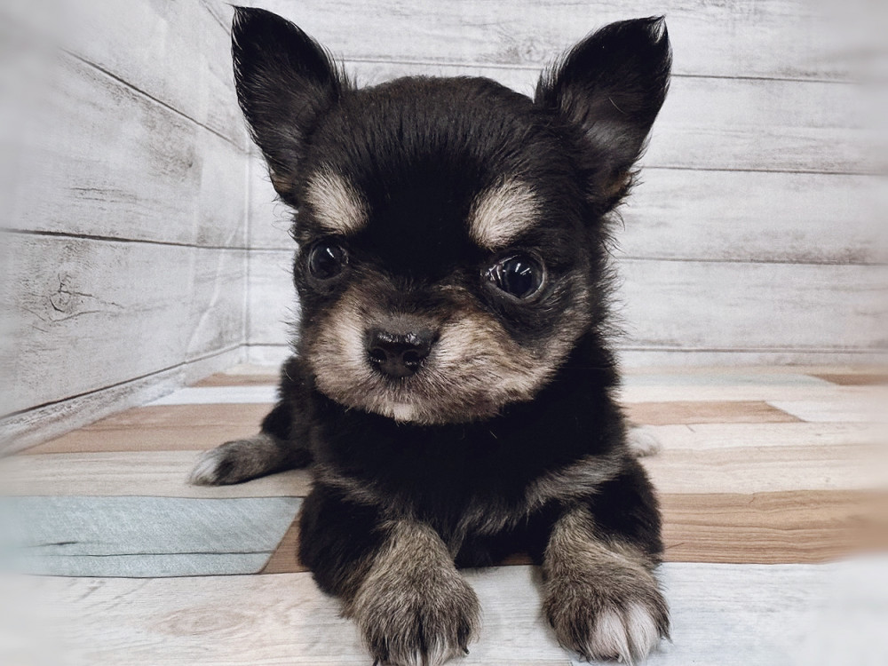 新潟県のチワワ(ロング) (竹内ペット 新潟西店/2025年11月2日生まれ/女の子/ブラックタン)の子犬