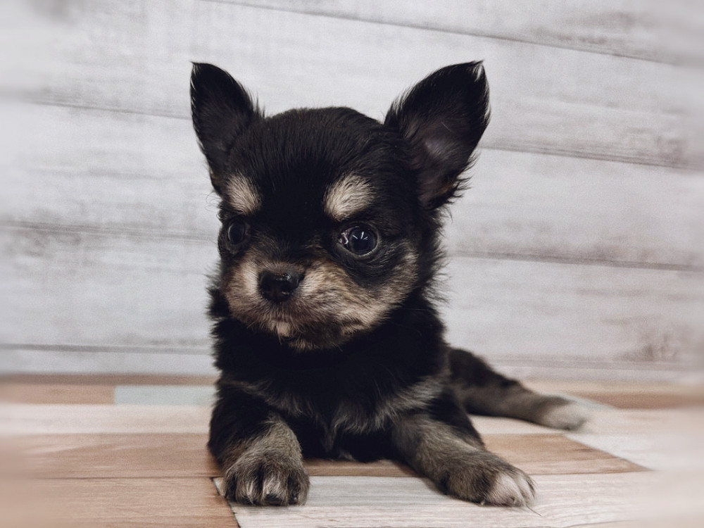 新潟県のチワワ(ロング) (竹内ペット 新潟西店/2025年11月2日生まれ/女の子/ブラックタン)の子犬の2枚目の画像