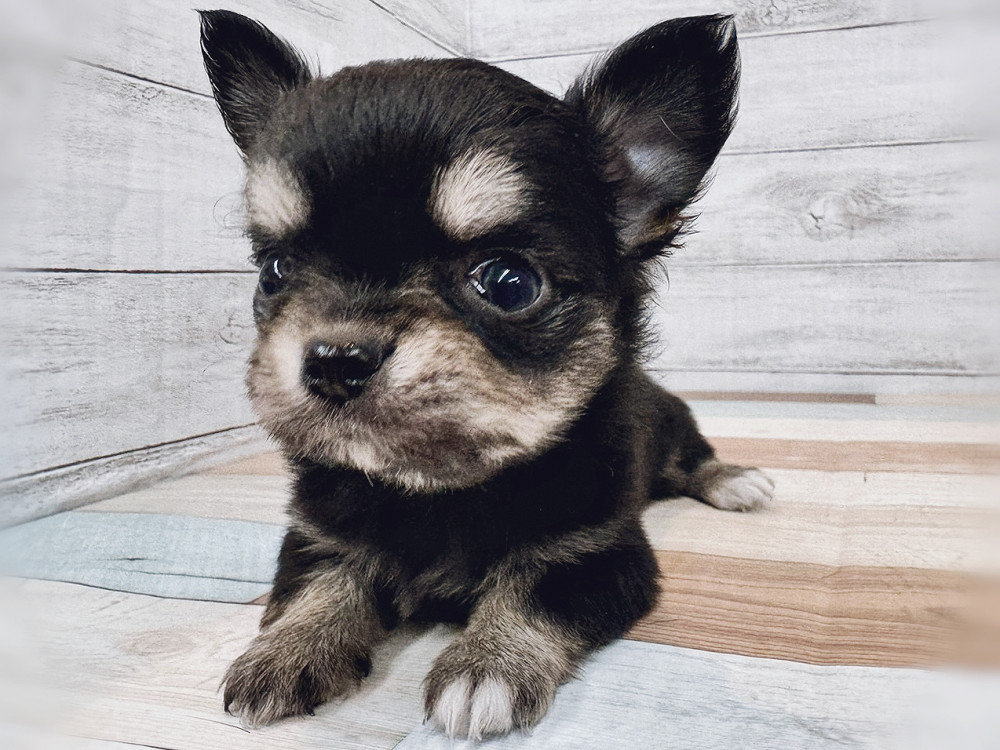 新潟県のチワワ(ロング) (竹内ペット 新潟西店/2025年11月2日生まれ/女の子/ブラックタン)の子犬の3枚目の画像