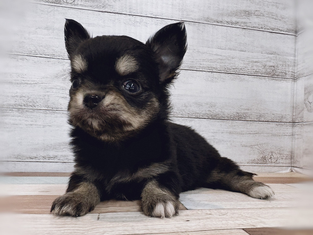 新潟県のチワワ(ロング) (竹内ペット 新潟西店/2025年11月2日生まれ/女の子/ブラックタン)の子犬の4枚目の画像