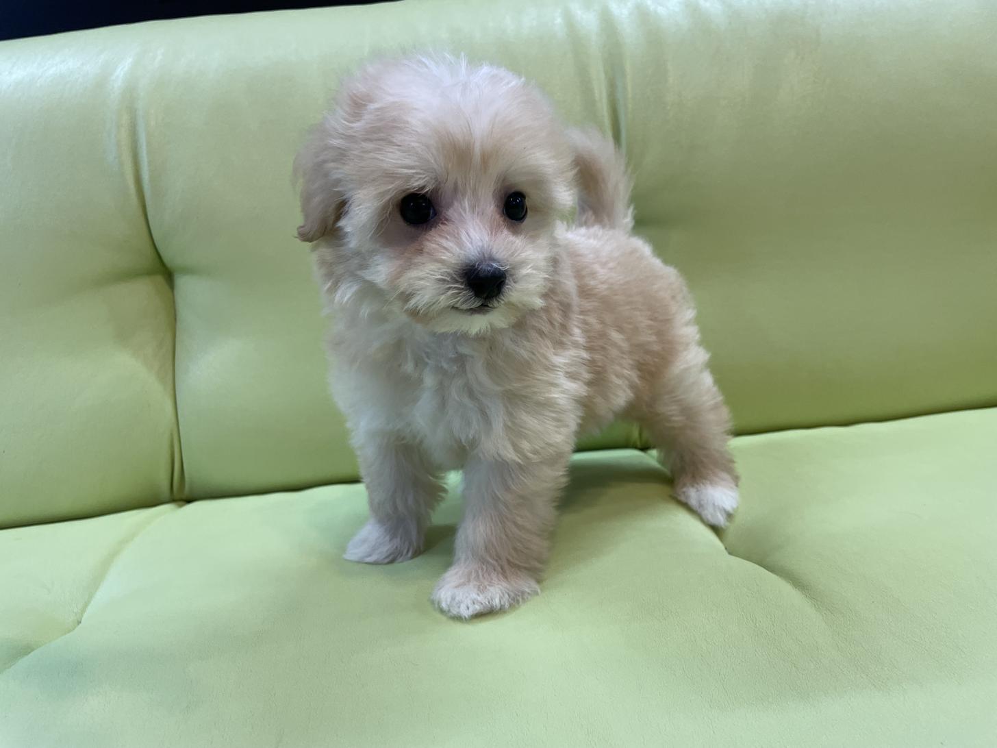 神奈川県のマルプー(マルチーズ×プードル) (Puppyカフェ/2025年5月8日生まれ/男の子/アプリコット)の子犬