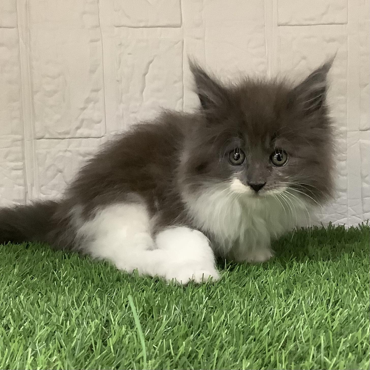 福岡県のメインクーン (ドッグズホーム旗崎店/2026年2月12日生まれ/女の子/ブルータビーホワイト)の子猫