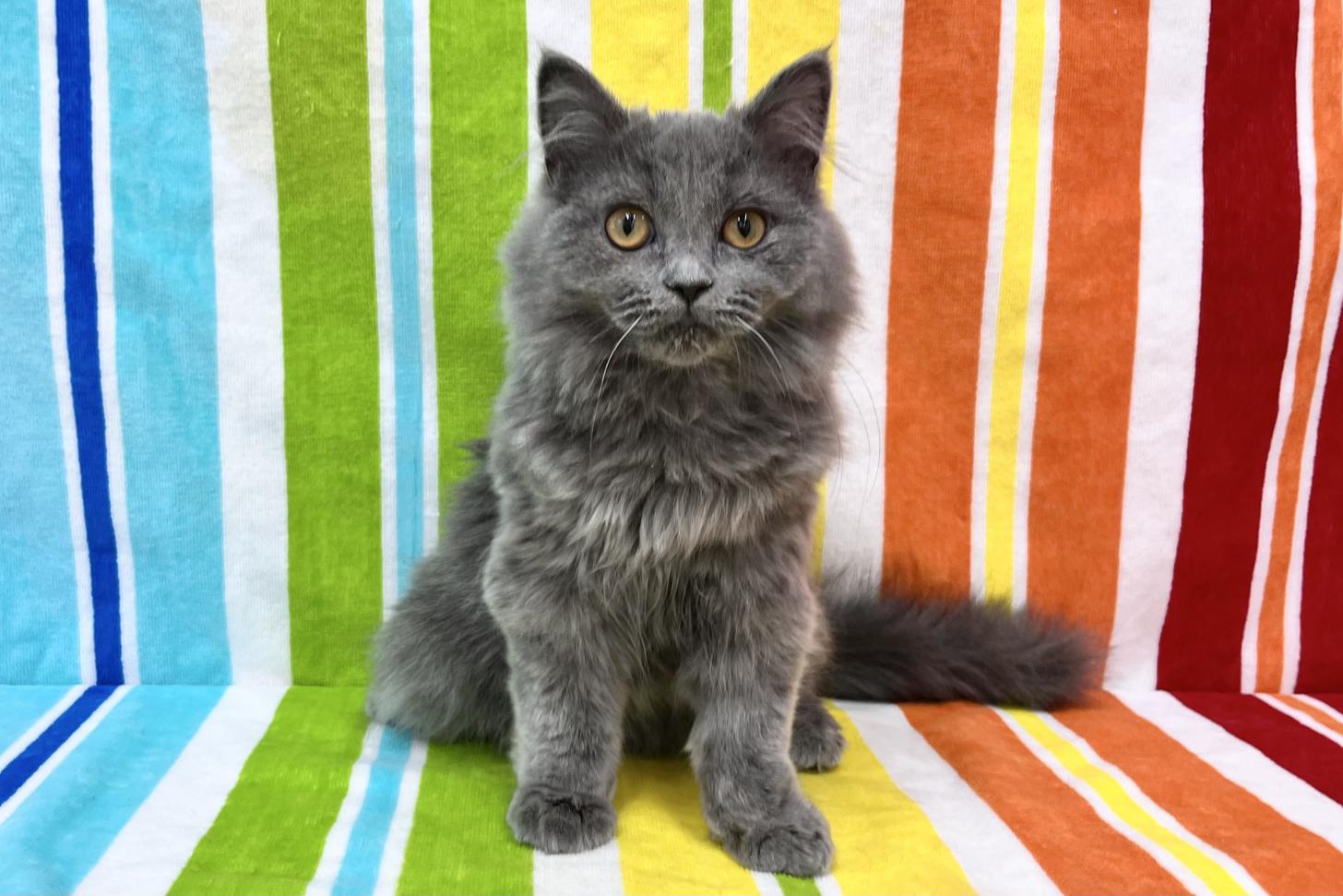 愛知県のブリティッシュロングヘアー (ハピースペット一宮三条アミーゴ店/2025年6月8日生まれ/男の子/ブルー)の子猫の1枚目の画像