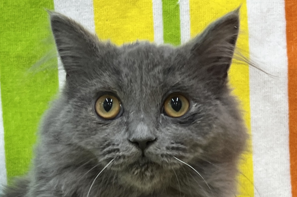 愛知県のブリティッシュロングヘアー (ハピースペット一宮三条アミーゴ店/2025年6月8日生まれ/男の子/ブルー)の子猫の2枚目の画像