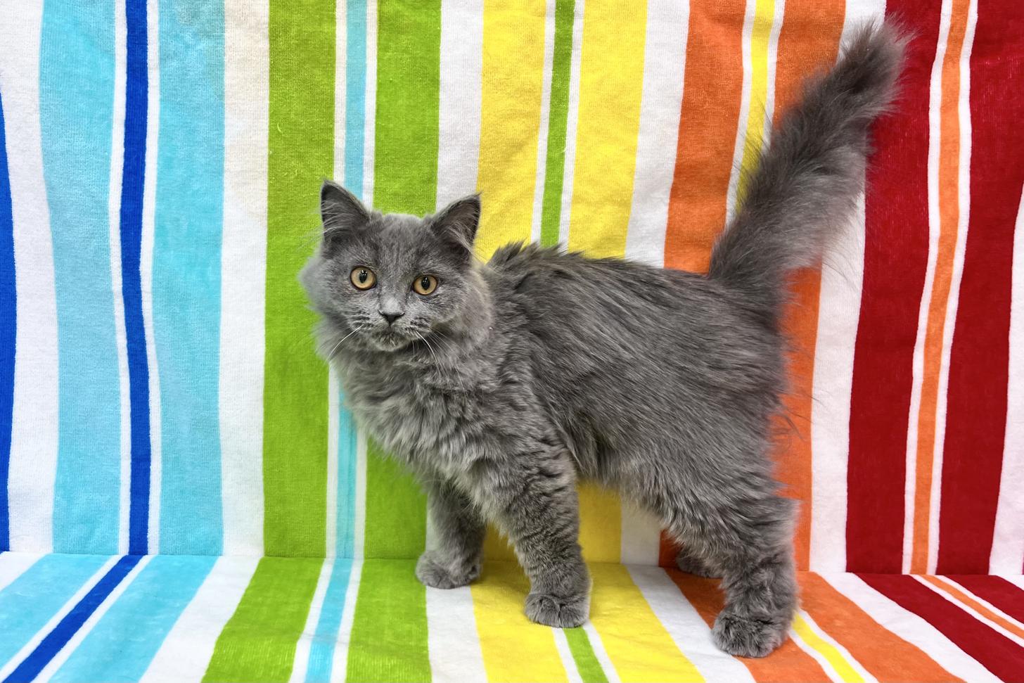 愛知県のブリティッシュロングヘアー (ハピースペット一宮三条アミーゴ店/2025年6月8日生まれ/男の子/ブルー)の子猫の3枚目の画像