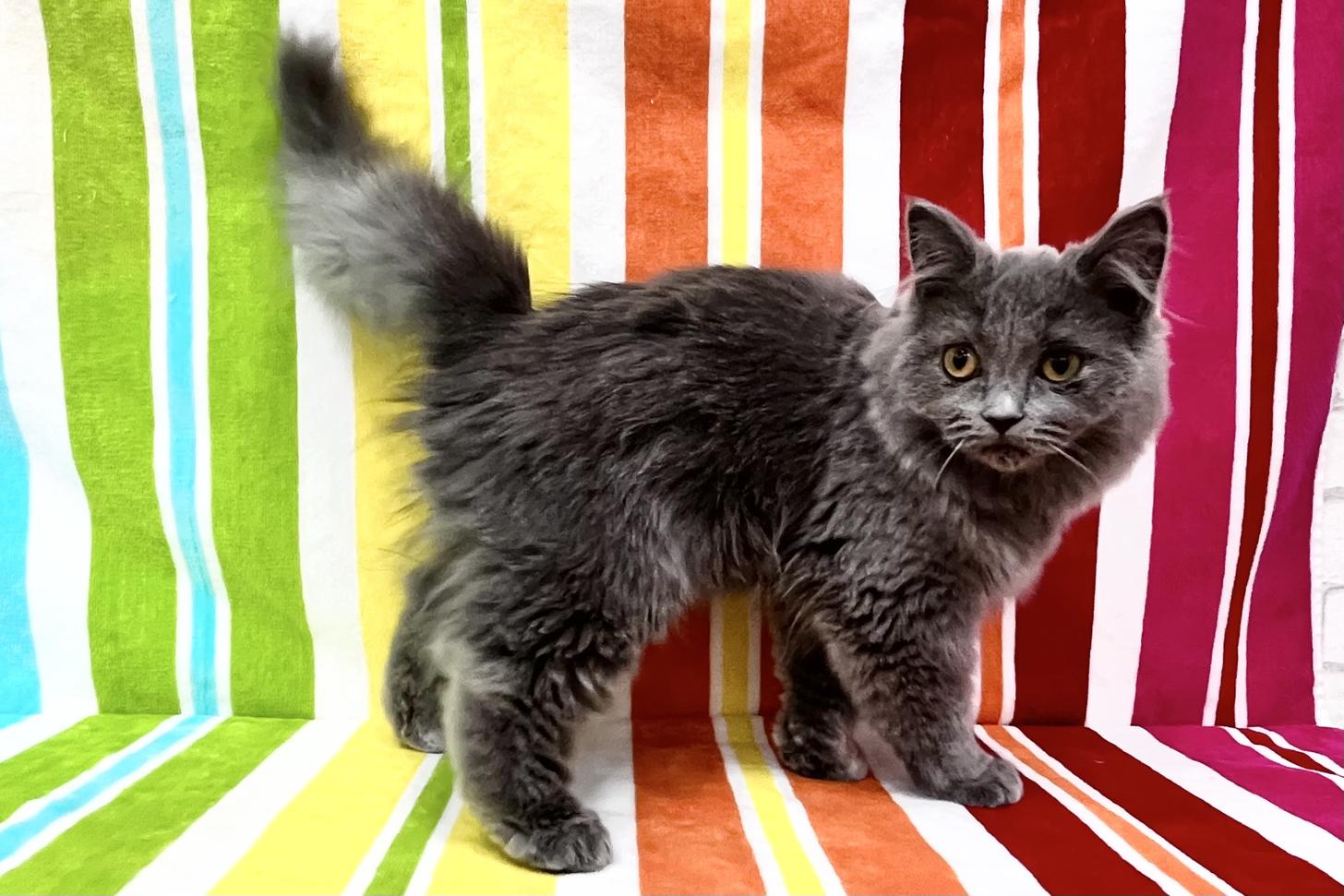 愛知県のブリティッシュロングヘアー (ハピースペット一宮三条アミーゴ店/2025年6月8日生まれ/男の子/ブルー)の子猫の4枚目の画像