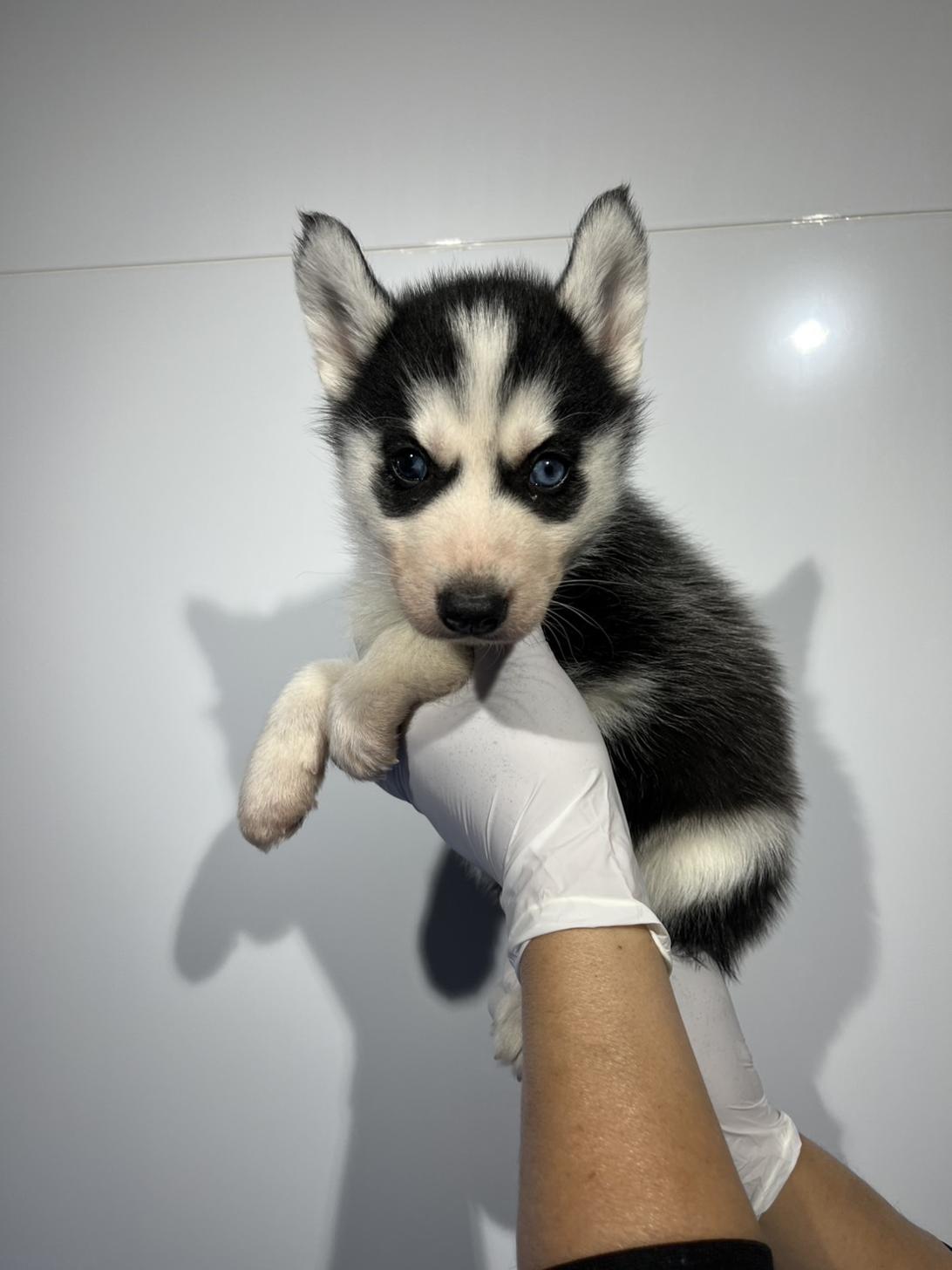 埼玉県のシベリアンハスキー (ペッツスマイル加須インター店/2026年1月11日生まれ/女の子/ブラックホワイト)の子犬の1枚目の画像