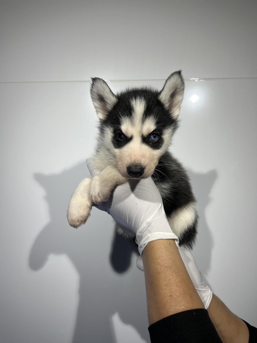 埼玉県のシベリアンハスキー (ペッツスマイル加須インター店/2026年1月11日生まれ/女の子/ブラックホワイト)の子犬の2枚目の画像
