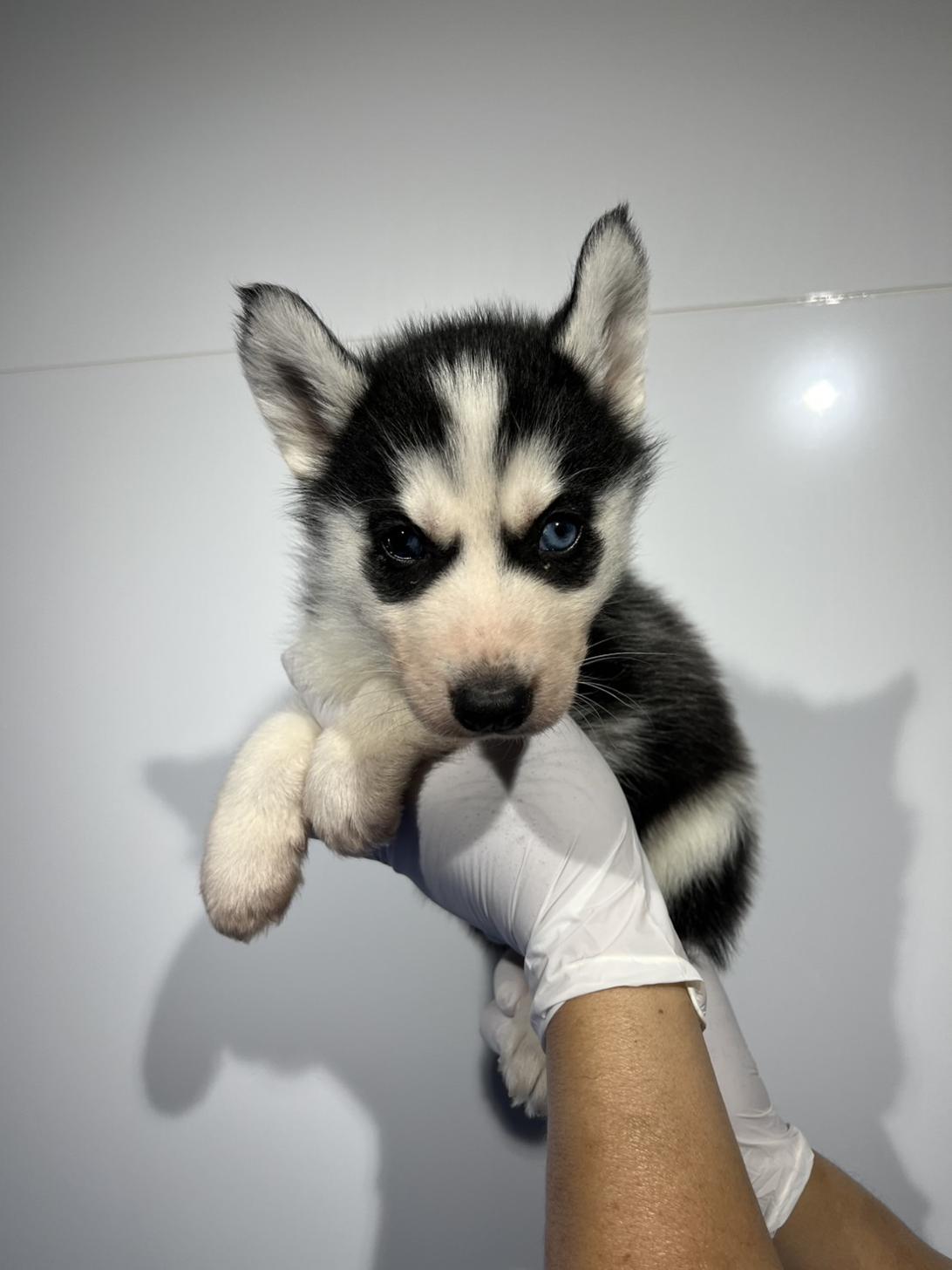 埼玉県のシベリアンハスキー (ペッツスマイル加須インター店/2026年1月11日生まれ/女の子/ブラックホワイト)の子犬の3枚目の画像