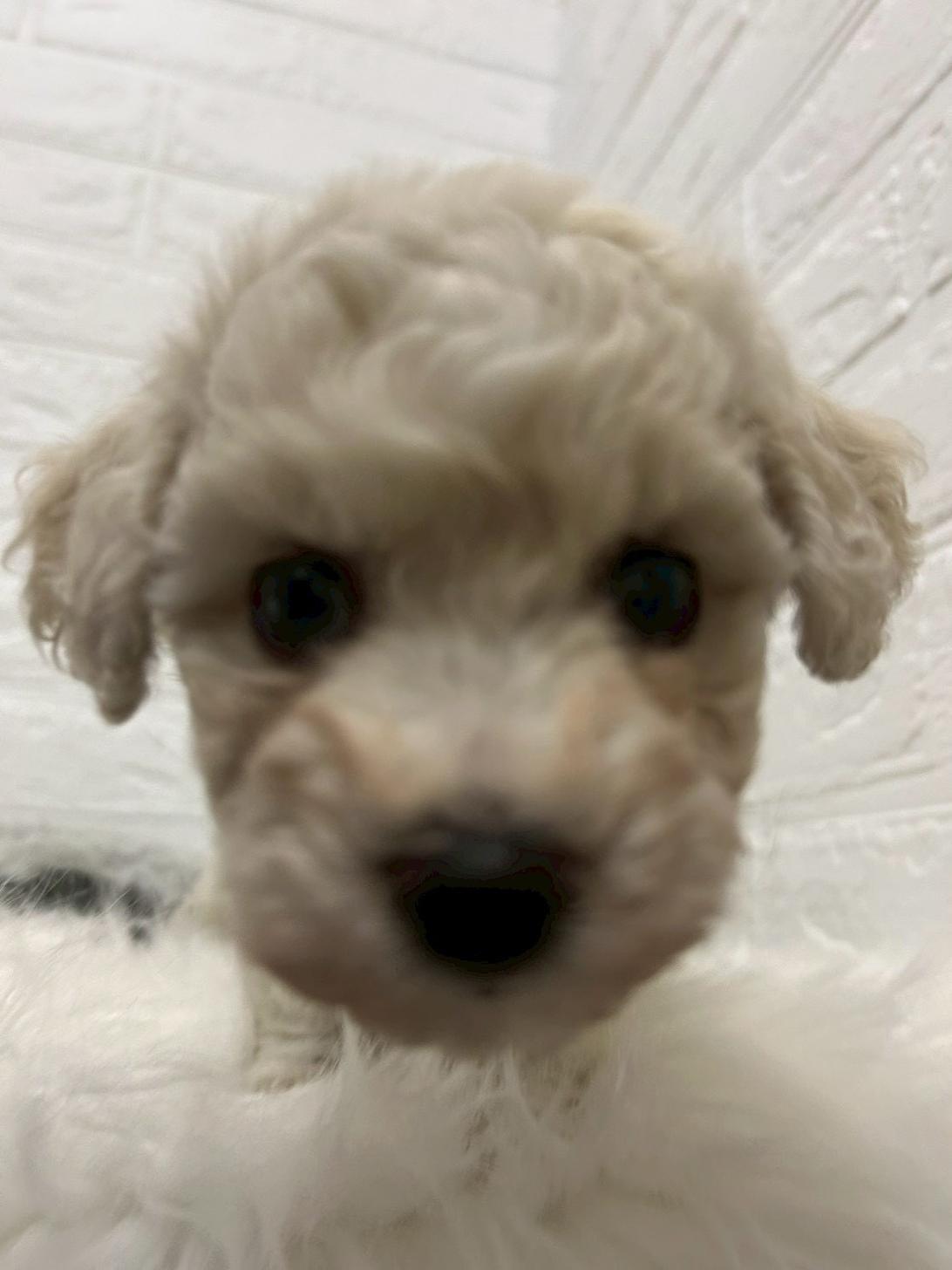 東京都のビションフリーゼ (ペットショップcoco東京港区店/2025年11月25日生まれ/女の子/ホワイト)の子犬