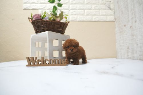 滋賀県のトイプードル(タイニー) (いっぷく湖南店/2025年10月14日生まれ/男の子/レッドフォーン)の子犬の1枚目の画像