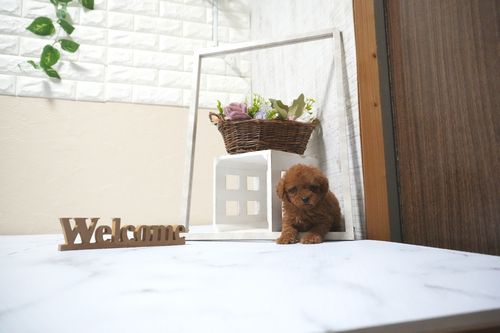 滋賀県のトイプードル(タイニー) (いっぷく湖南店/2025年10月14日生まれ/男の子/レッドフォーン)の子犬の2枚目の画像