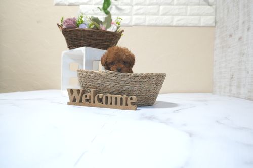 滋賀県のトイプードル(タイニー) (いっぷく湖南店/2025年10月14日生まれ/男の子/レッドフォーン)の子犬の3枚目の画像