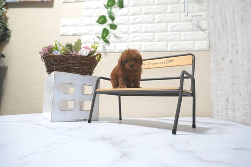 滋賀県のトイプードル(タイニー) (いっぷく湖南店/2025年10月14日生まれ/男の子/レッドフォーン)の子犬の4枚目の画像