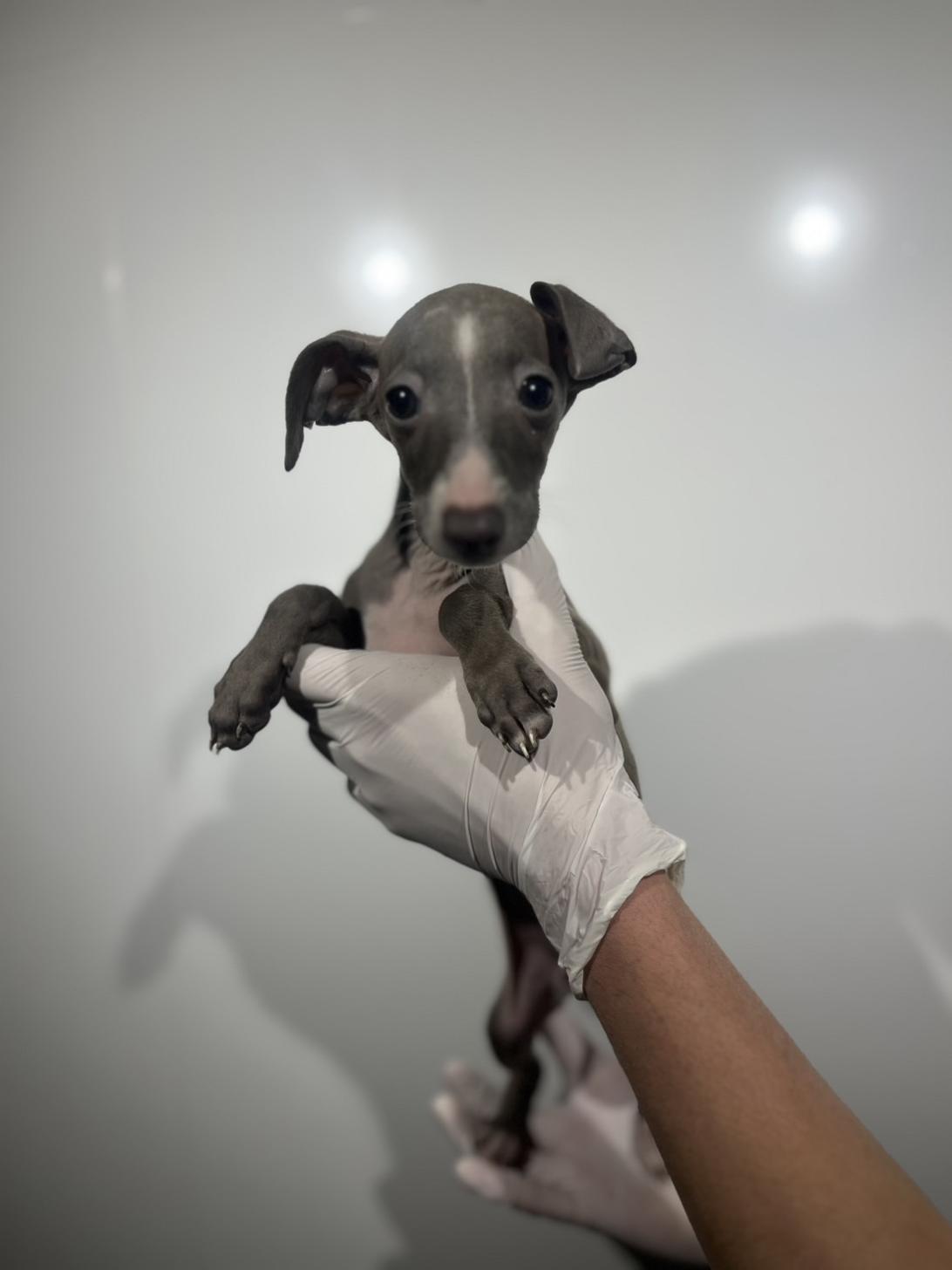 埼玉県のイタリアングレーハウンド (ペッツスマイル加須インター店/2025年12月2日生まれ/女の子/ブルーホワイト)の子犬の1枚目の画像