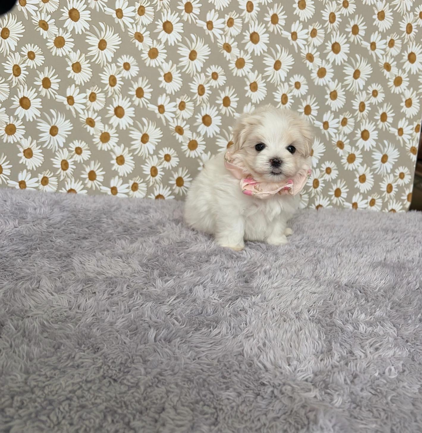 福岡県のマルプー(マルチーズ×プードル) (ぱぴぷぺっと福岡店/2026年2月13日生まれ/女の子/クリームホワイト)の子犬の1枚目の画像