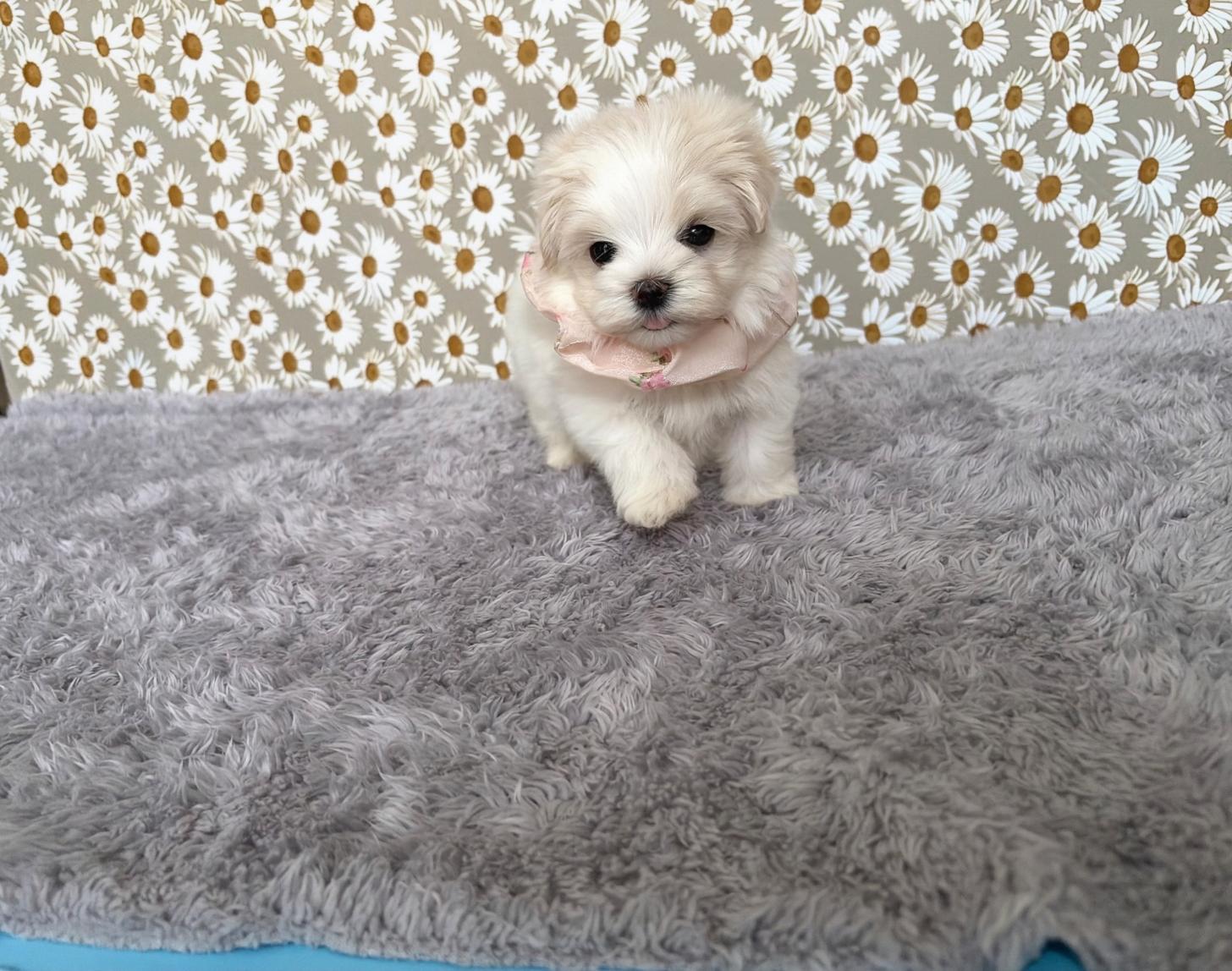 福岡県のマルプー(マルチーズ×プードル) (ぱぴぷぺっと福岡店/2026年2月13日生まれ/女の子/クリームホワイト)の子犬の2枚目の画像