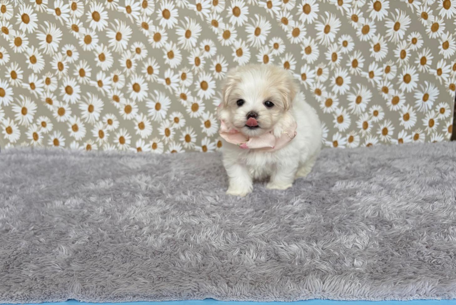 福岡県のマルプー(マルチーズ×プードル) (ぱぴぷぺっと福岡店/2026年2月13日生まれ/女の子/クリームホワイト)の子犬の3枚目の画像