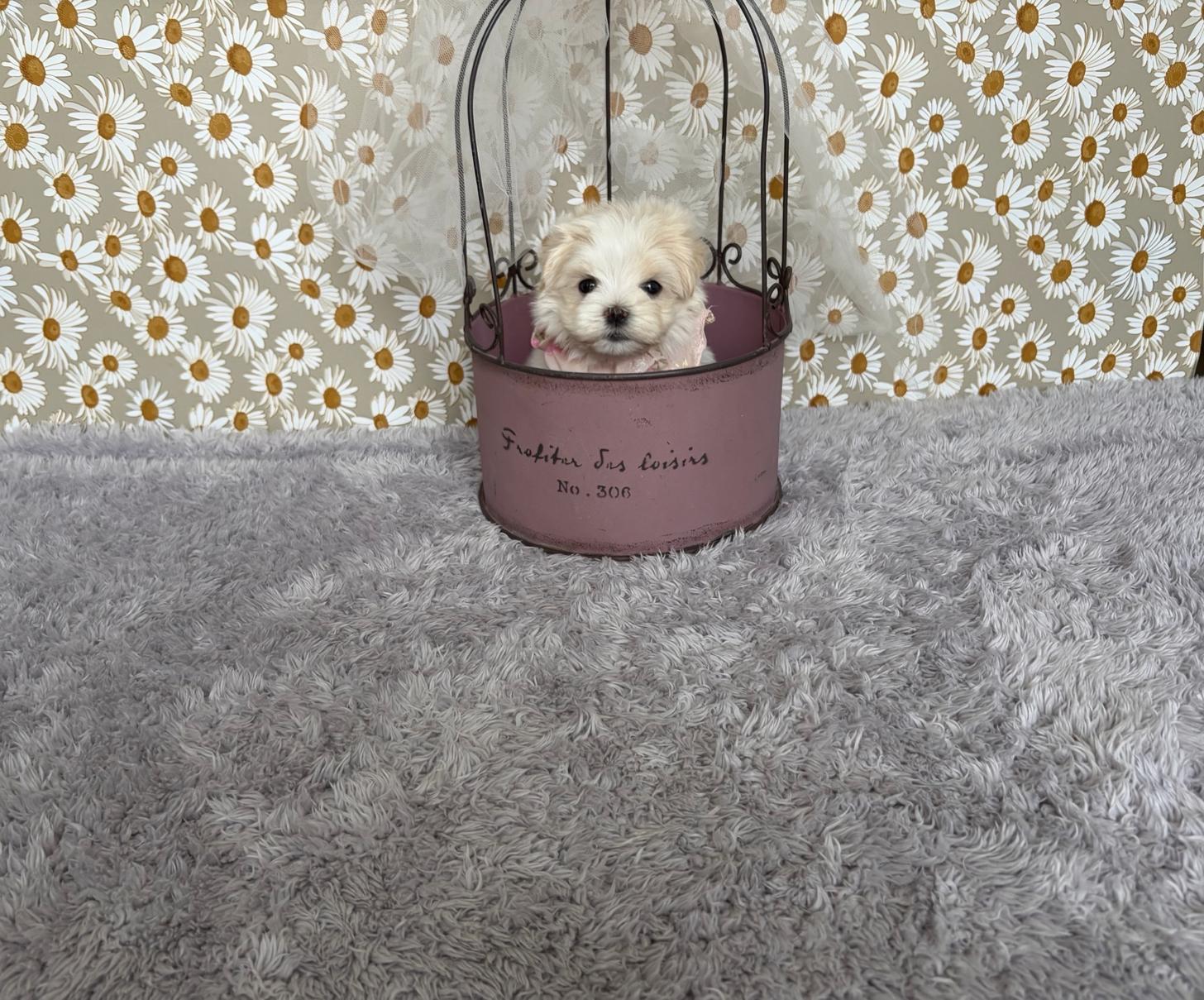 福岡県のマルプー(マルチーズ×プードル) (ぱぴぷぺっと福岡店/2026年2月13日生まれ/女の子/クリームホワイト)の子犬の4枚目の画像