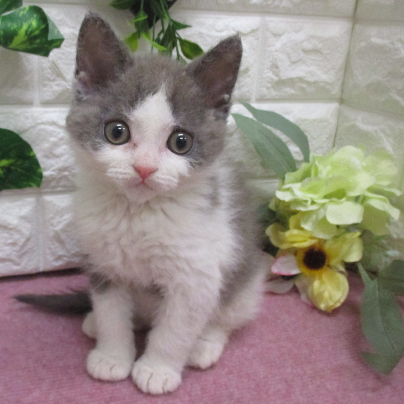 東京都のセルカークレックス (ペッツコンシェル府中四谷店/2026年2月24日生まれ/男の子/ブルーホワイト)の子猫の1枚目の画像