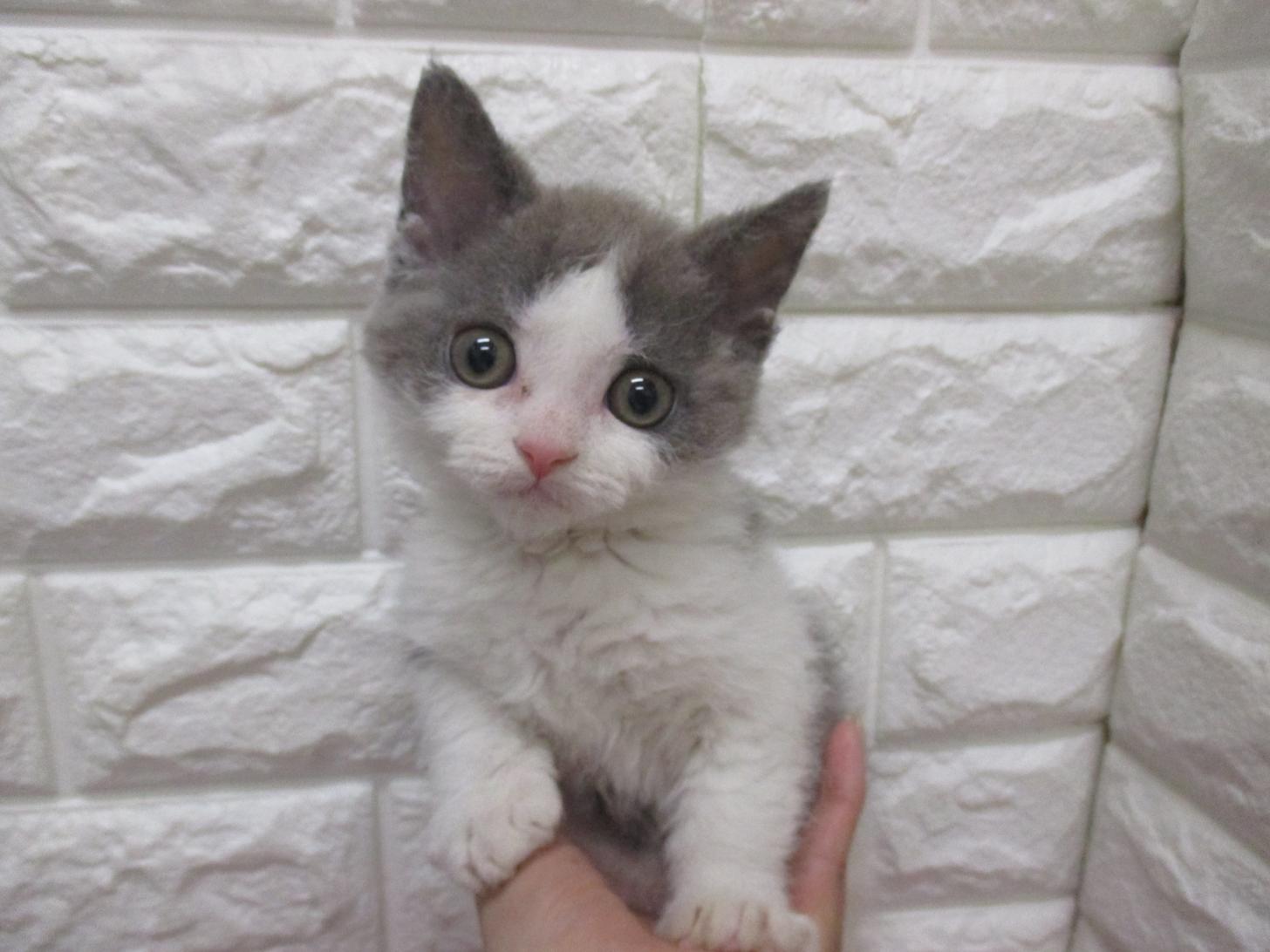 東京都のセルカークレックス (ペッツコンシェル府中四谷店/2026年2月24日生まれ/男の子/ブルーホワイト)の子猫の2枚目の画像