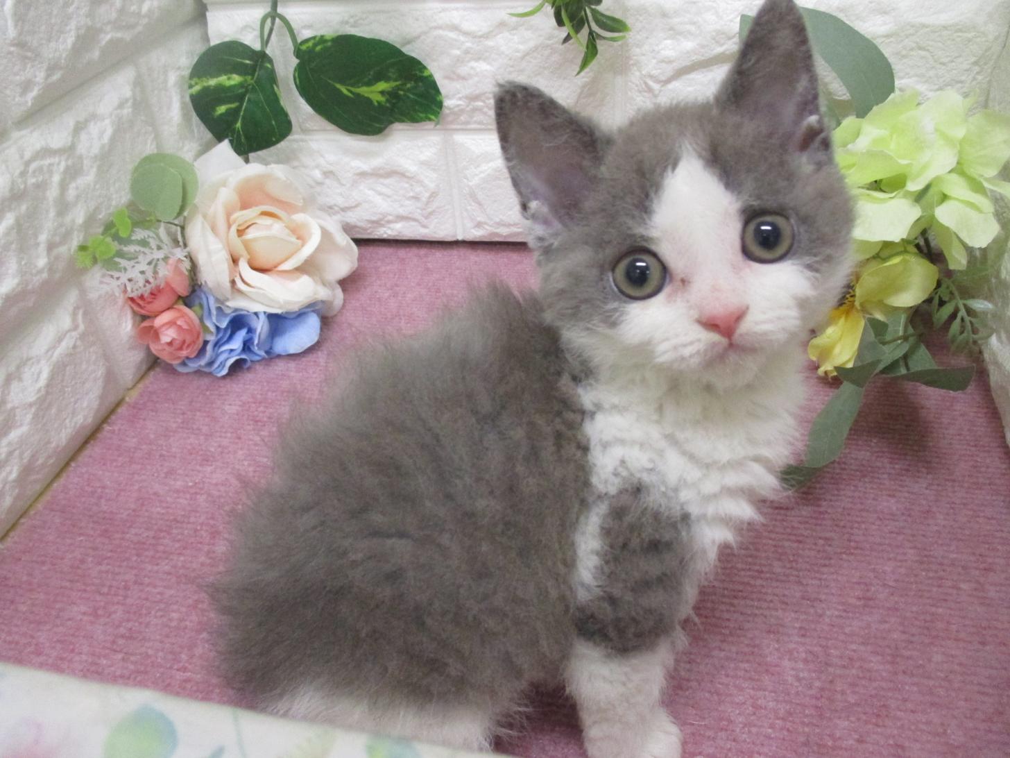 東京都のセルカークレックス (ペッツコンシェル府中四谷店/2026年2月24日生まれ/男の子/ブルーホワイト)の子猫の3枚目の画像