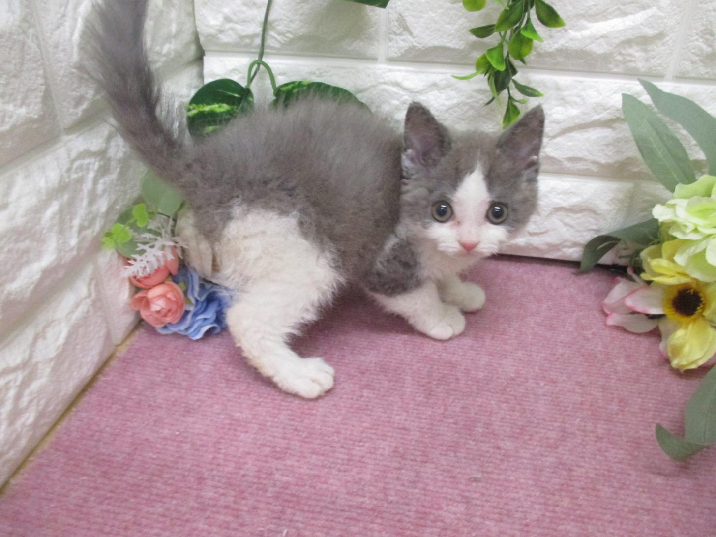 東京都のセルカークレックス (ペッツコンシェル府中四谷店/2026年2月24日生まれ/男の子/ブルーホワイト)の子猫の4枚目の画像