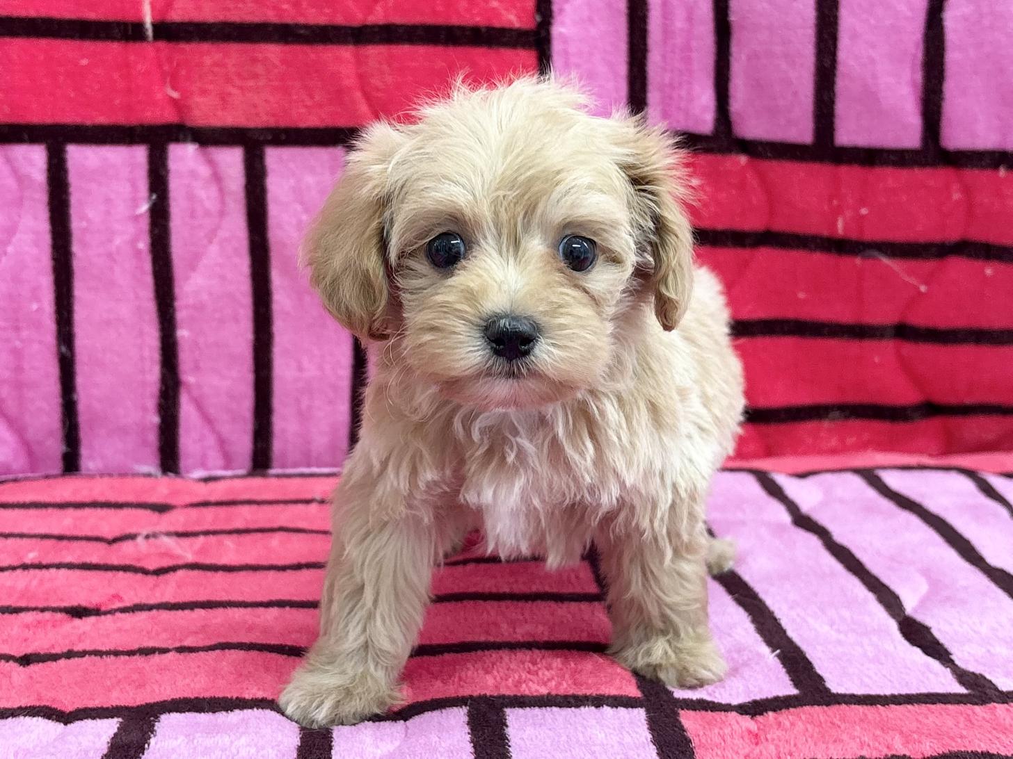 愛知県のマルプー(マルチーズ×プードル) (ハピースペット春日井アミーゴ店/2025年10月11日生まれ/女の子/その他色)の子犬の1枚目の画像